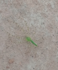 Peucetia viridis