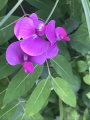 Lathyrus