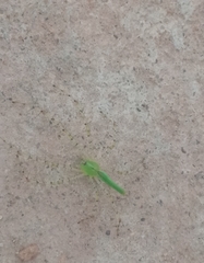 Peucetia viridis
