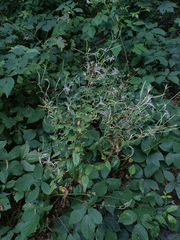 Epilobium