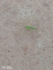 Peucetia viridis