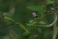 Epilobium