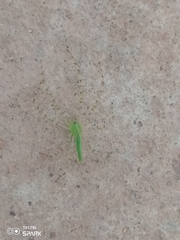 Peucetia viridis