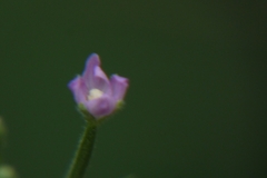 Epilobium
