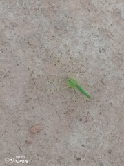 Peucetia viridis