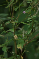 Epilobium
