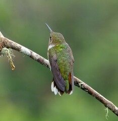 Selasphorus flammula