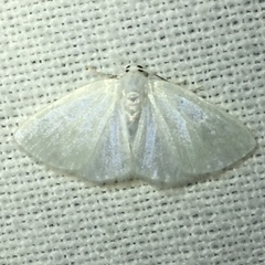 Lomographa vestaliata