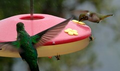 Selasphorus flammula