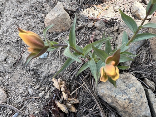 Image of Castilleja elmeri by no rights reserved