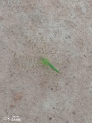 Peucetia viridis