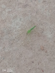 Peucetia viridis