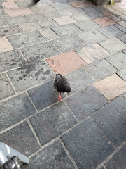 Columba livia domestica