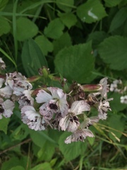 Microbotryum saponariae