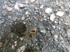 Lacinius ephippiatus