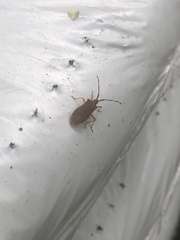 Gonocerus acuteangulatus