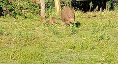 Hydrochoerus hydrochaeris