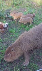 Hydrochoerus hydrochaeris