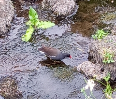Gallinula chloropus
