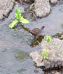Gallinula chloropus