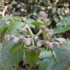 Cyrtocymura scorpioides