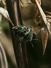 Sphaerocoris annulus