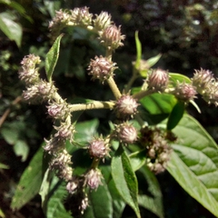 Cyrtocymura scorpioides