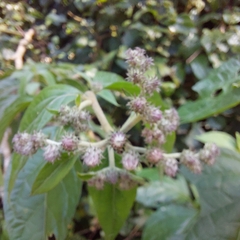 Cyrtocymura scorpioides