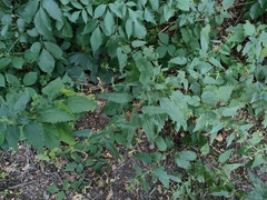 Urtica dioica