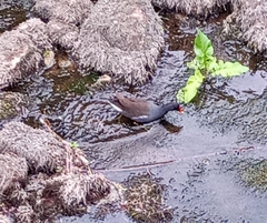 Gallinula chloropus