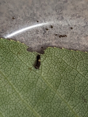 Papilio multicaudata