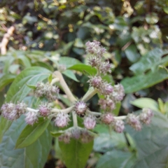 Cyrtocymura scorpioides
