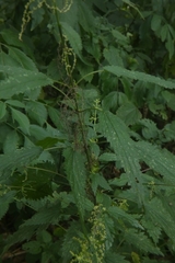Urtica dioica