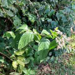 Cyrtocymura scorpioides