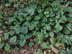 Lamium galeobdolon argentatum