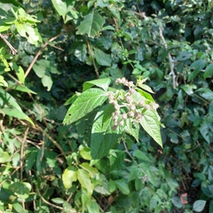Cyrtocymura scorpioides