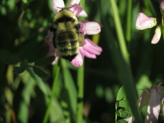 Bombus fervidus