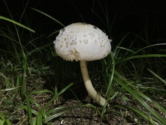 Chlorophyllum molybdites