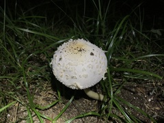 Chlorophyllum molybdites