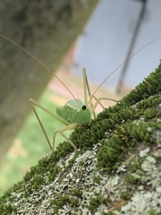 Neoconocephalus exiliscanorus