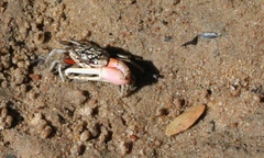 Gelasiminae