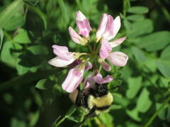 Bombus fervidus