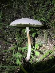 Chlorophyllum molybdites