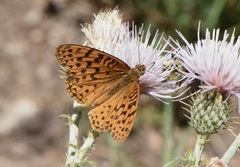 Speyeria coronis carolae