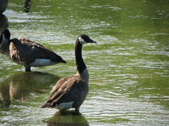 Branta canadensis