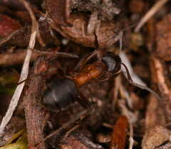 Formica exsecta