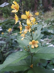 Lysimachia vulgaris