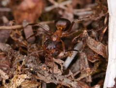 Formica exsecta