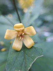 Lysimachia vulgaris