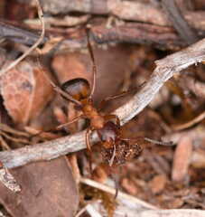 Formica exsecta